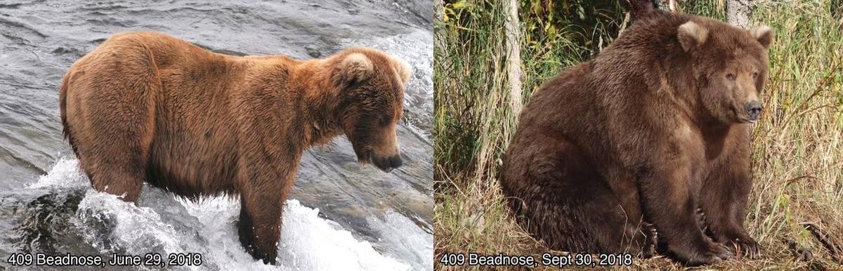 Katmai Bear number 409, before and after the summer months.